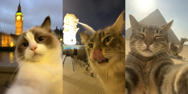 Sample photo of cat at Eiffel Tower